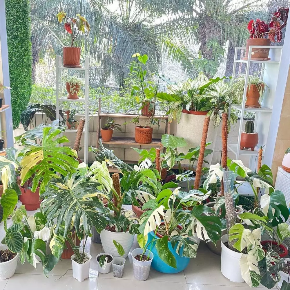 potret kebun rumah Titi Kamal © Instagram potret kebun rumah Titi Kamal © Instagram