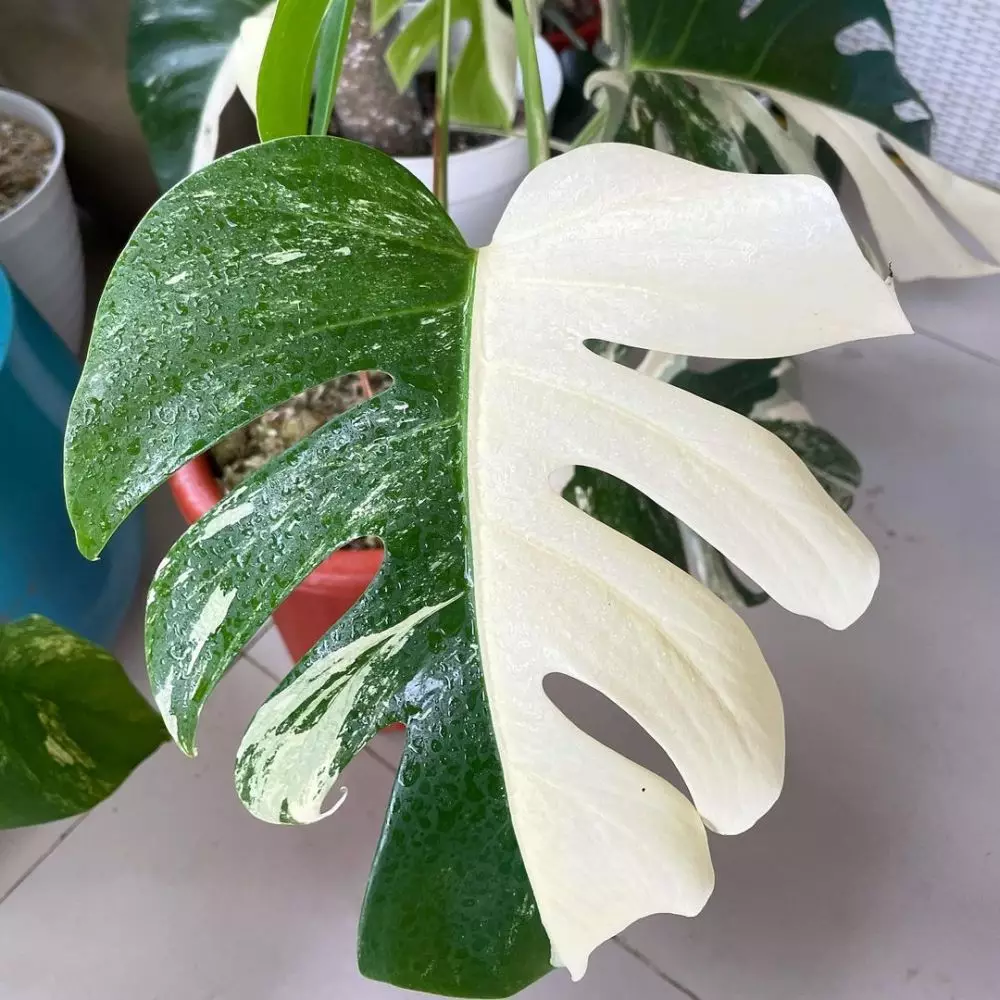 potret kebun rumah Titi Kamal © Instagram potret kebun rumah Titi Kamal © Instagram