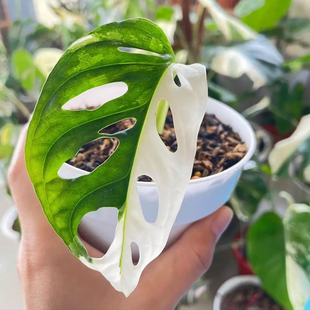 potret kebun rumah Titi Kamal © Instagram potret kebun rumah Titi Kamal © Instagram