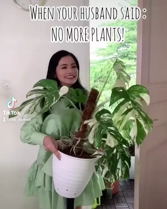 potret kebun rumah Titi Kamal © Instagram potret kebun rumah Titi Kamal © Instagram