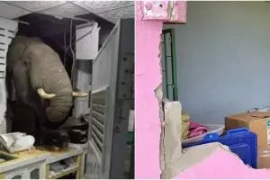 Viral gajah lapar bobol rumah warga, penghuni sampai syok