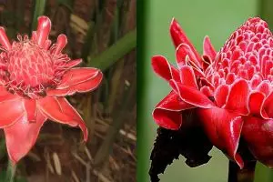 8 Manfaat bunga kecombrang untuk kesehatan, cegah kerusakan sel tubuh