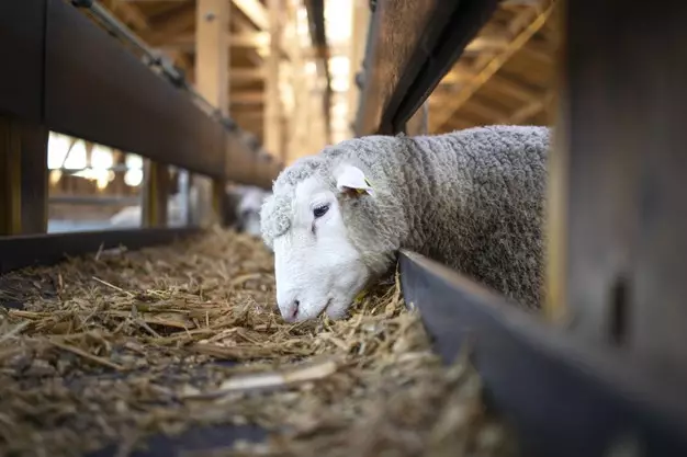 Syarat sah hewan kurban © freepik.com