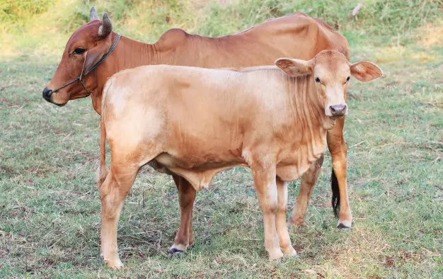 Syarat sah hewan kurban © freepik.com