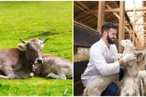 6 Syarat sah hewan kurban berdasarkan tuntunan agama Islam