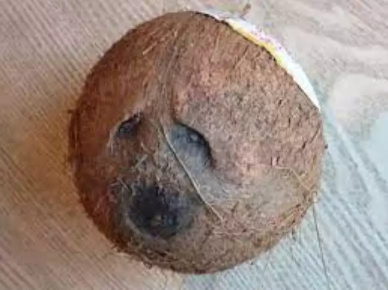 makanan nggak sengaja mirip wajah © 2021 1cak.com makanan nggak sengaja mirip wajah © 2021 1cak.com