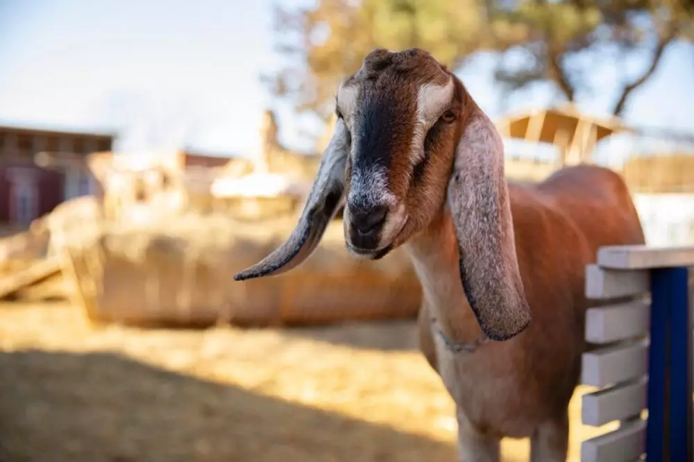 Bacaan doa dan niat berkurban Idul Adha, tata cara, keutamaan, manfaat, dan syaratnya © 2024 freepik.com