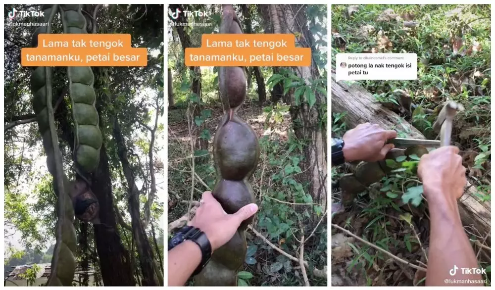 petai raksasa © TikTok