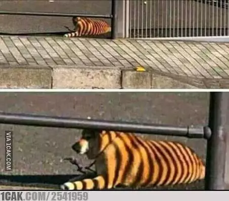 potret lucu bisa bikin tertipu © 2021 1cak.com