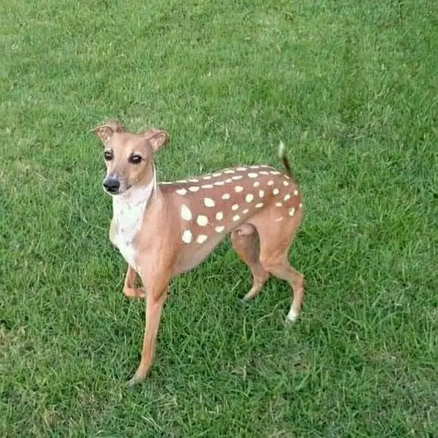 potret lucu bisa bikin tertipu © 2021 1cak.com