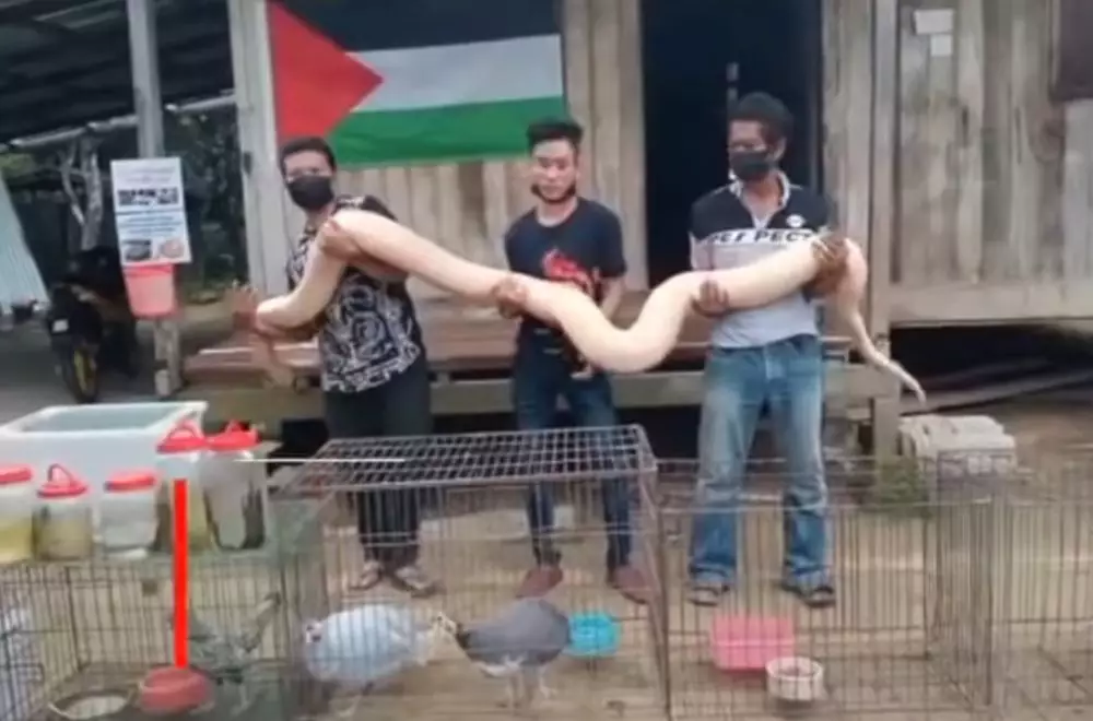 Kisah pria tolak cinta 5 wanita demi ular peliharaan YouTube/Harian Metro