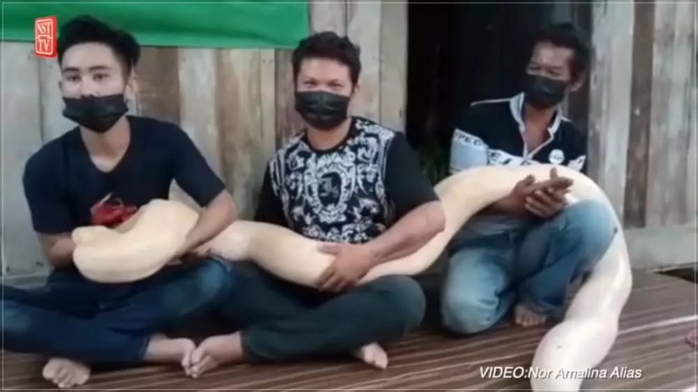 Kisah pria tolak cinta 5 wanita demi ular peliharaan YouTube/Harian Metro