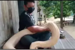 Kisah pria tolak cinta 5 wanita demi ular peliharaan