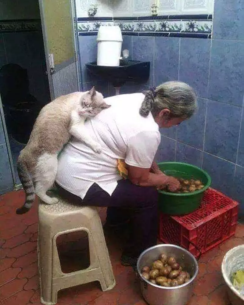 kucing ganggu orang kerja © 2021 berbagai sumber