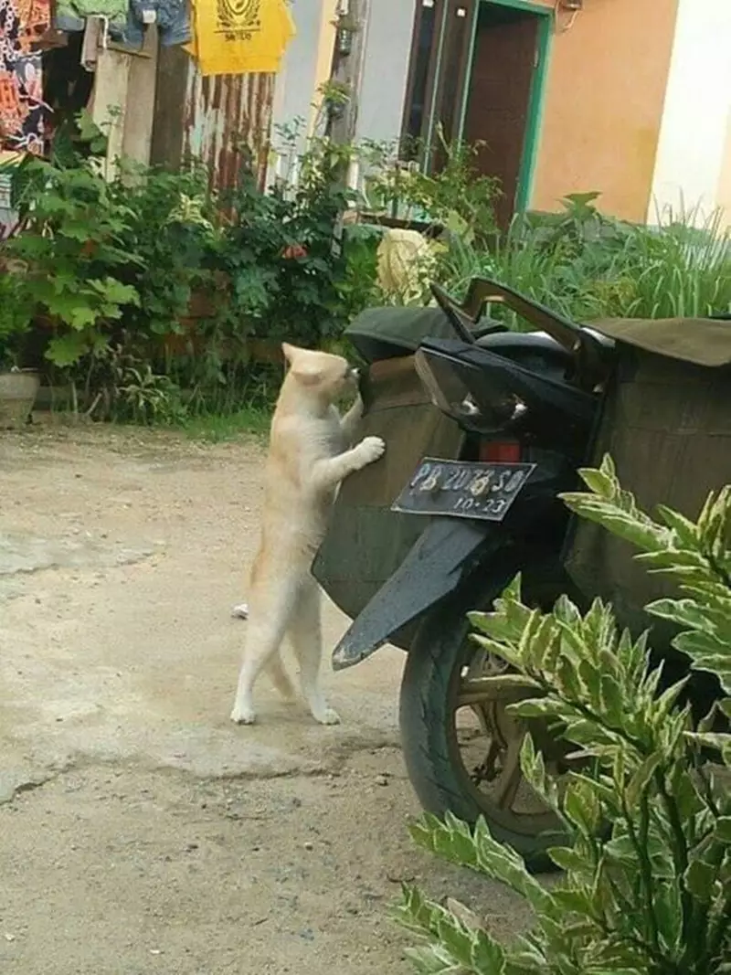 kucing ganggu orang kerja © 2021 berbagai sumber