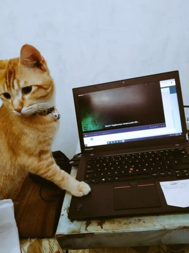 kucing ganggu orang kerja © 2021 berbagai sumber