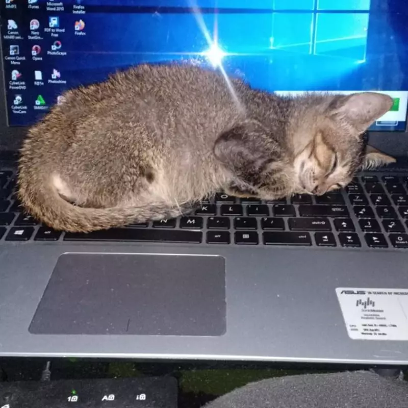 kucing ganggu orang kerja © 2021 berbagai sumber