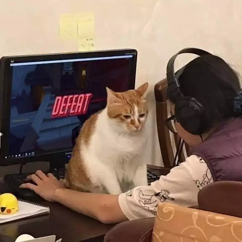 kucing ganggu orang kerja © 2021 berbagai sumber