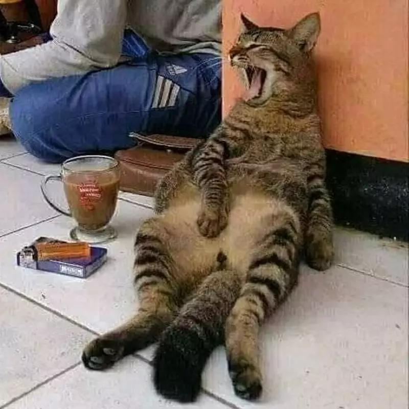 kucing ganggu orang kerja © 2021 berbagai sumber