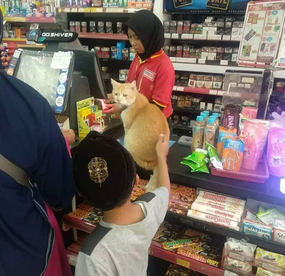 kucing ganggu orang kerja © 2021 berbagai sumber