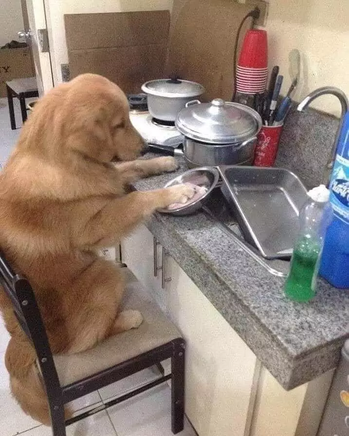 hewan bisa diajak kerja sama © 2021 instagram.com