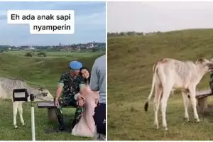 Momen tak terduga prajurit TNI prewedding, tiba-tiba didatangi sapi