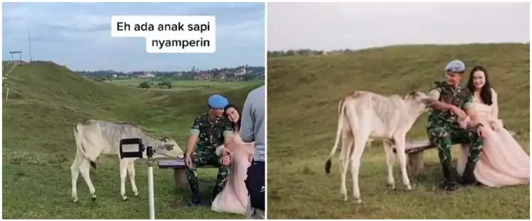 Momen tak terduga prajurit TNI prewedding, tiba-tiba didatangi sapi