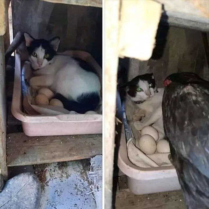 momen lucu canggung © 2021 berbagai sumber momen lucu canggung © 2021 berbagai sumber