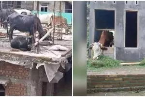 10 Potret lucu amankan hewan ini kreatifnya bikin gagal paham