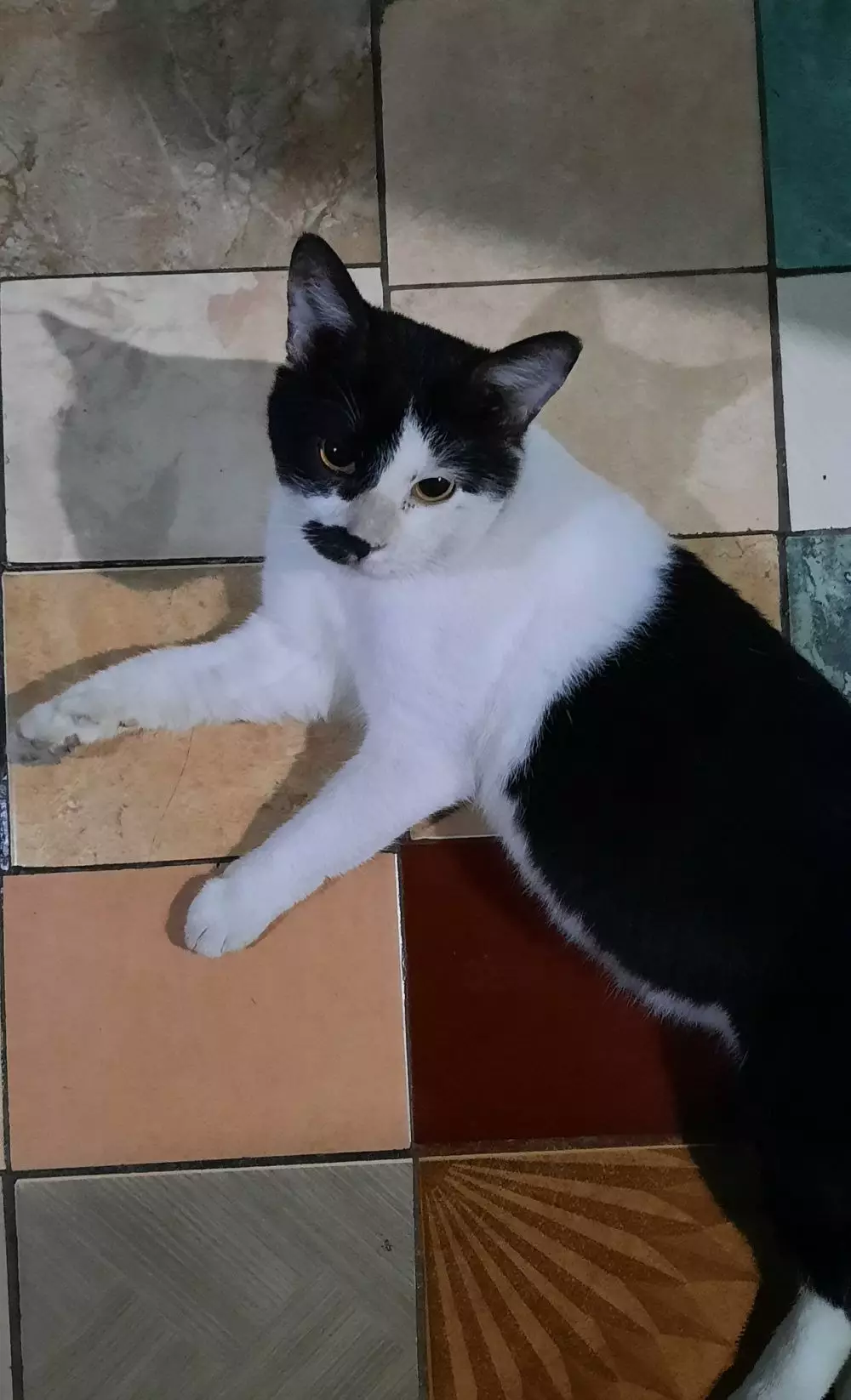 Potret lucu lantai keramik © berbagai sumber