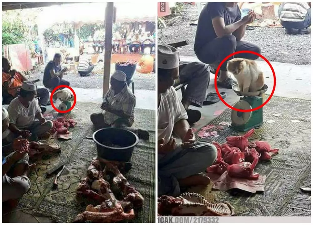 momen lucu waktu Idul Adha © 2021 1cak.com