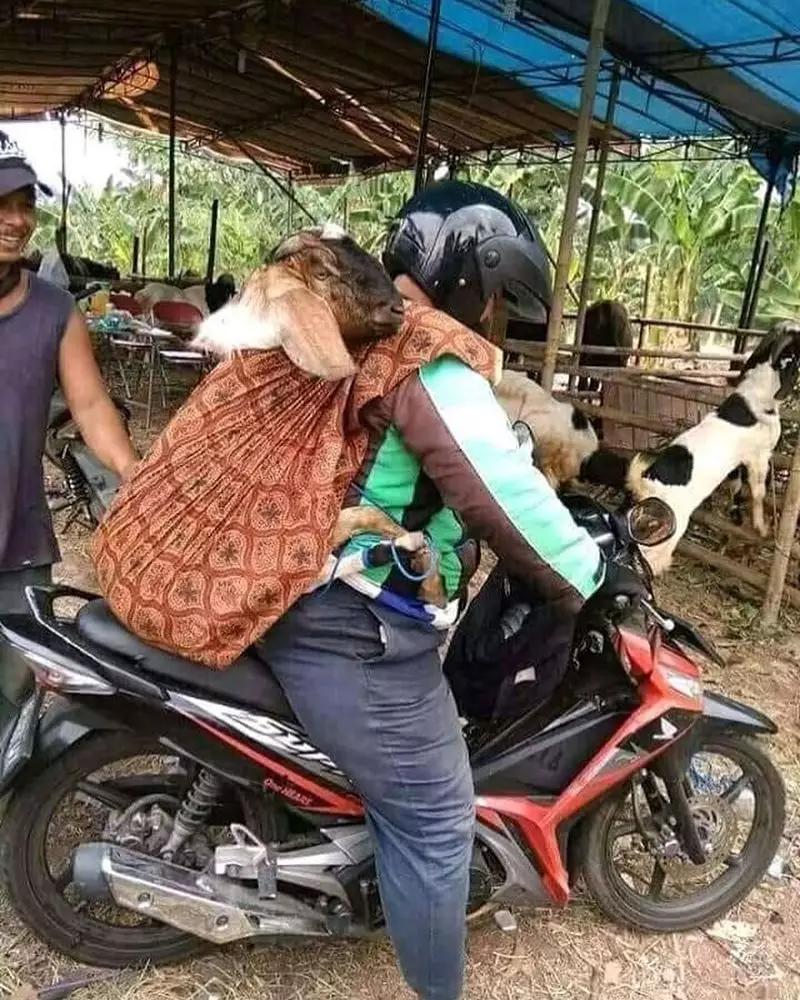 momen lucu waktu Idul Adha © 2021 1cak.com