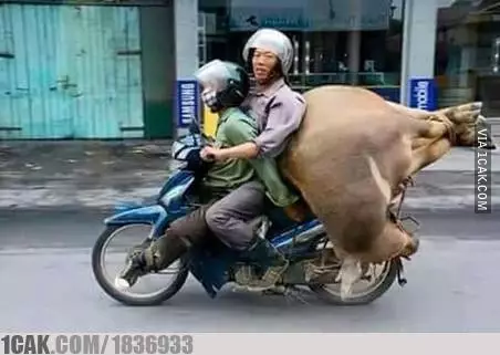 momen lucu waktu Idul Adha © 2021 1cak.com