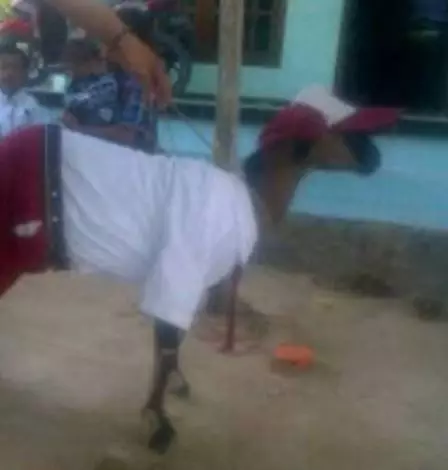 momen lucu waktu Idul Adha © 2021 1cak.com