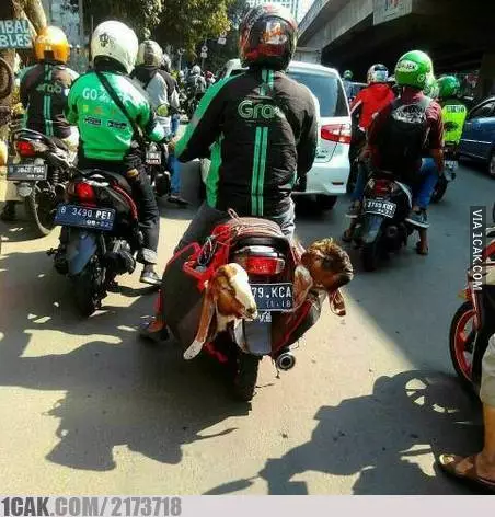 momen lucu waktu Idul Adha © 2021 1cak.com