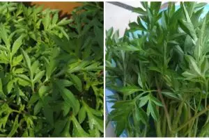 10 Manfaat daun kenikir untuk kesehatan, bisa menjaga tulang