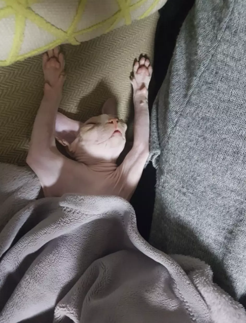 kucing lagi tidur © berbagai sumber kucing lagi tidur © berbagai sumber