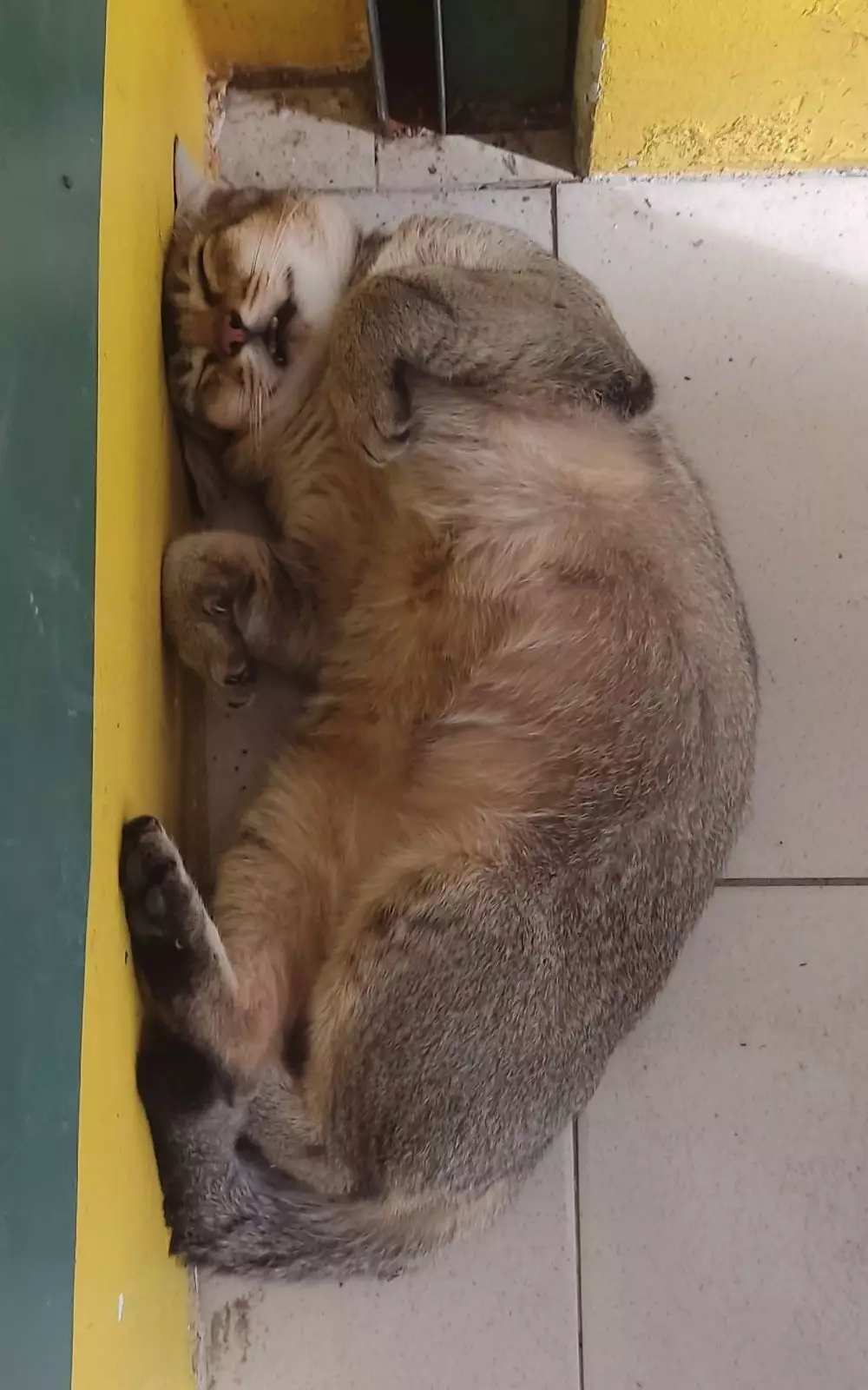 kucing lagi tidur © berbagai sumber kucing lagi tidur © berbagai sumber