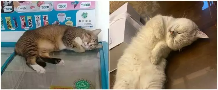 12 Potret lucu kucing lagi tidur ini posenya bikin gemas maksimal