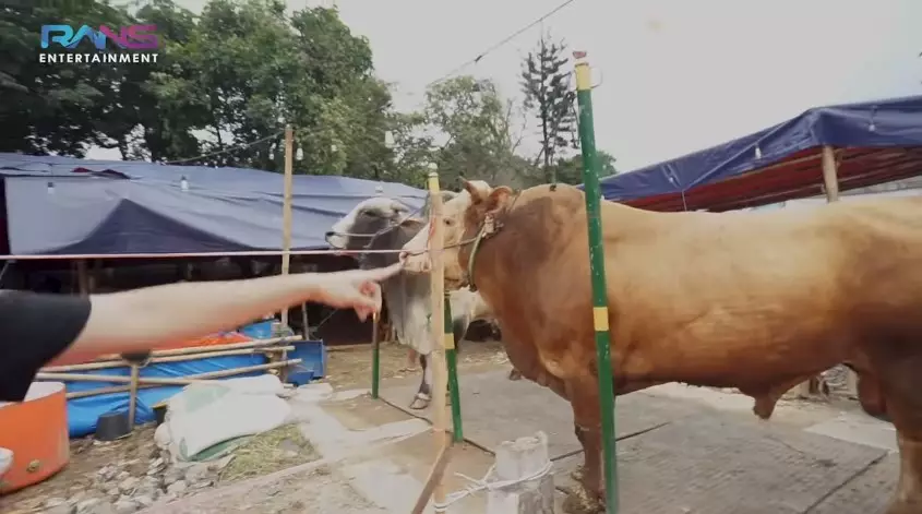 Momen Raffi Ahmad beli hewan kurban Youtube/Rans Entertainment