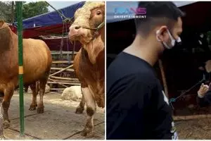 11 Momen Raffi Ahmad beli hewan kurban, ada yang beratnya 1,3 ton