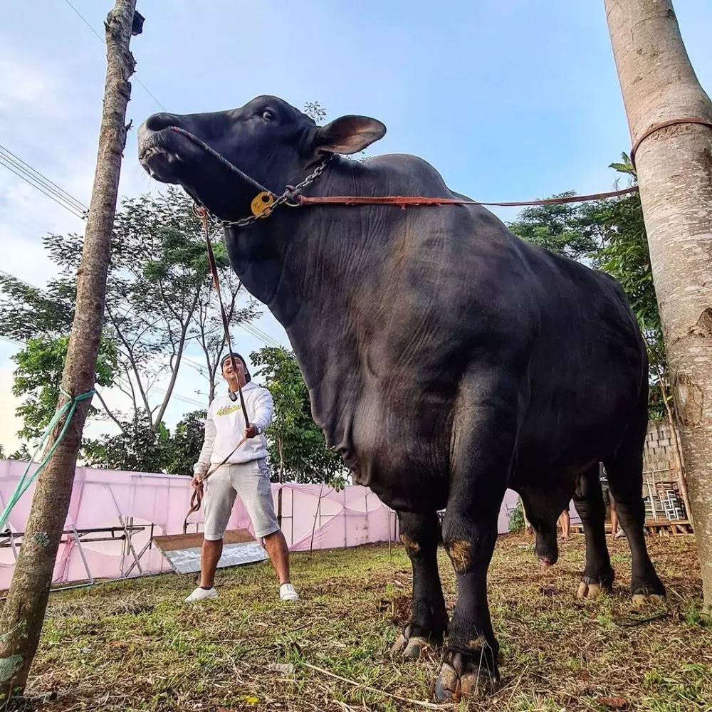 seleb berburu hewan kurban © 2021 brilio.net