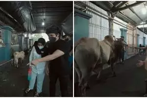 Momen seru 5 seleb berburu hewan kurban, ada yang dikasih nama