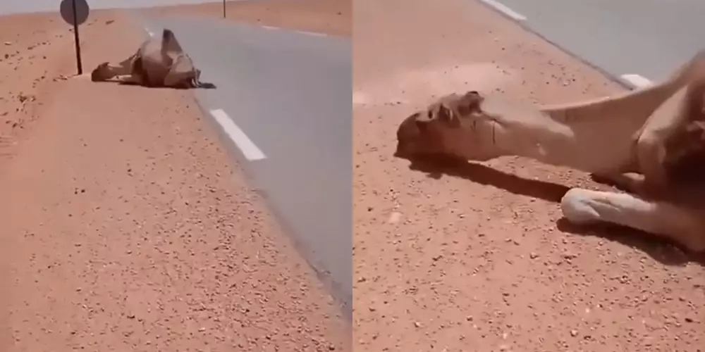 sopir truk tolong unta © Instagram