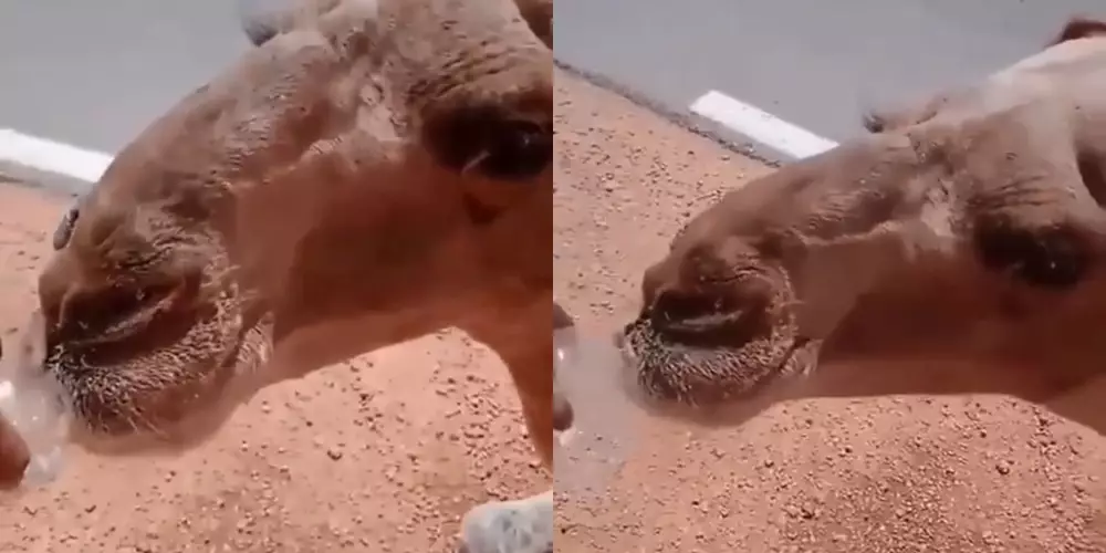 sopir truk tolong unta © Instagram