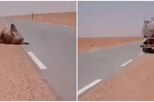 Viral sopir truk beri minum unta kehausan di Gurun Sahara, bikin haru