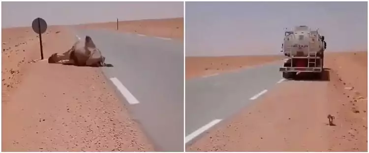 Viral sopir truk beri minum unta kehausan di Gurun Sahara, bikin haru