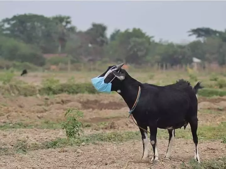 penampakan hewan kurban © 2021 berbagai sumber