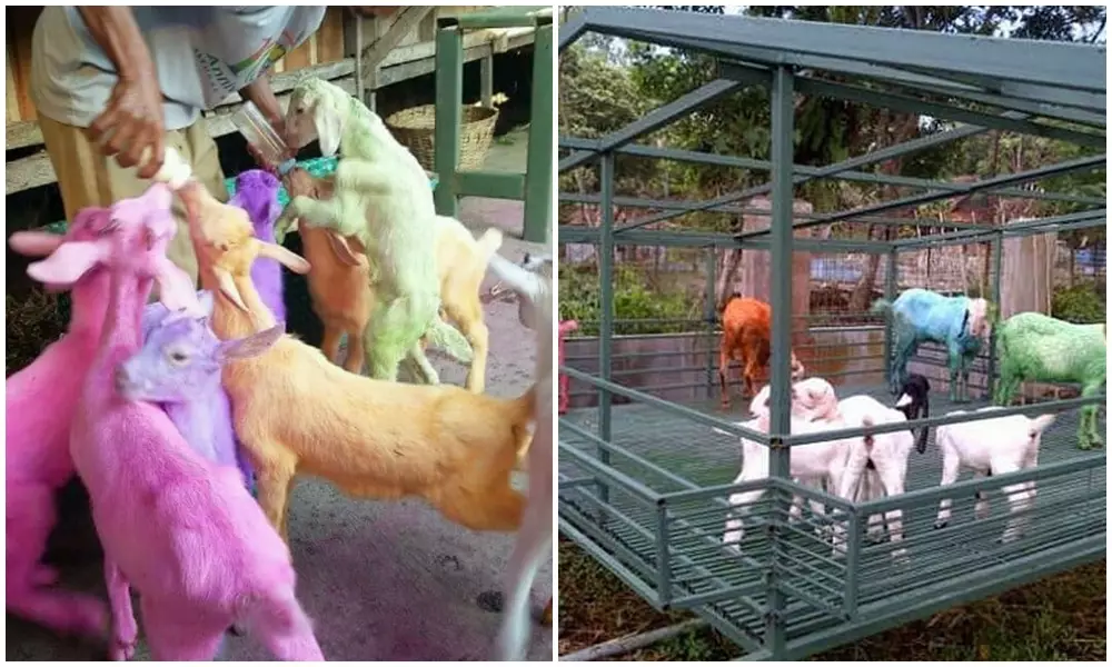 penampakan hewan kurban © 2021 berbagai sumber