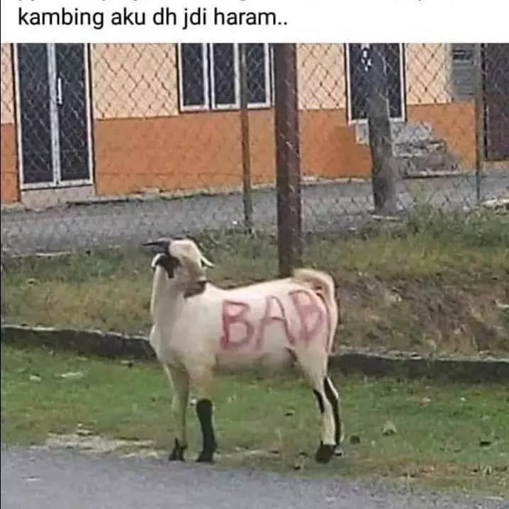 penampakan hewan kurban © 2021 berbagai sumber